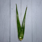 Aloevera Leaves / Gwarpatha -  100 % Natural & Farm Fresh  Herbs
